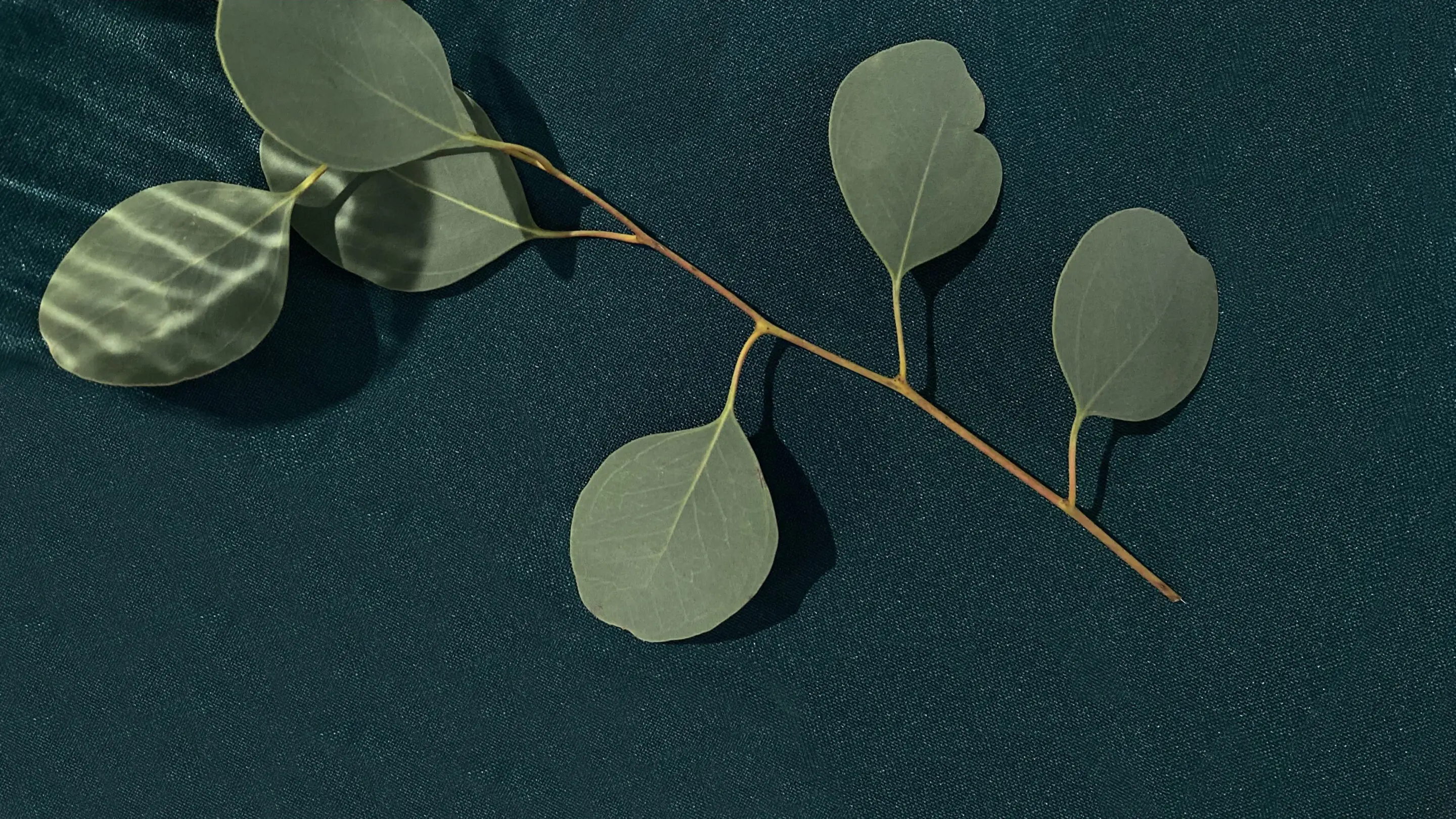 Horizontal photo of green fresh eucalyptus leaves isolated on dark green textured background from top view